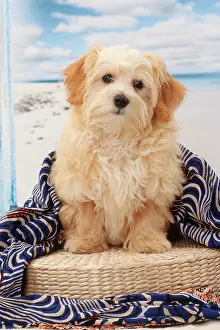 Bichon: Dog Bichon Havanese