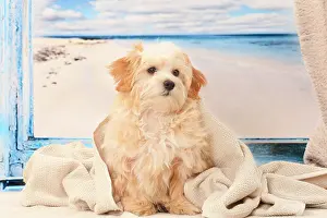 Bichon: Dog Bichon Havanese