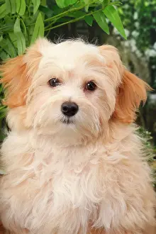 Bichon: Dog Bichon Havanese
