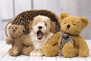 Havaneses: Dog Bichon Havanese 8 week old puppy