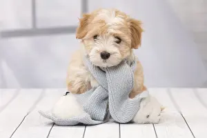 Scarves: Dog Bichon Havanese 8 week old puppy