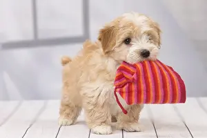 Havaneses: Dog Bichon Havanese 8 week old puppy