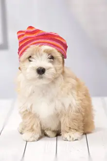 Havaneses: Dog Bichon Havanese 8 week old puppy