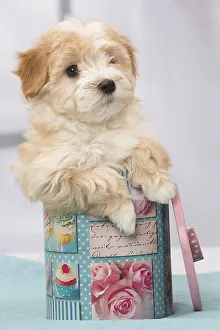 Havaneses: Dog Bichon Havanese 8 week old puppy