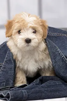 Havaneses: Dog Bichon Havanese 8 week old puppy