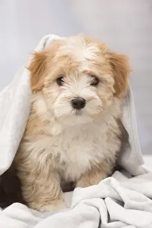 Havaneses: Dog Bichon Havanese 8 week old puppy