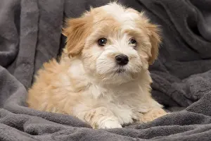 Havaneses: Dog Bichon Havanese 8 week old puppy