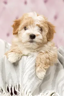 Havaneses: Dog Bichon Havanese 8 week old puppy