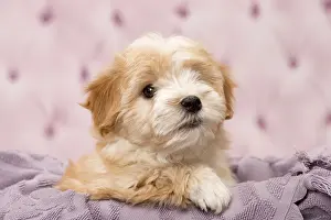 Havaneses: Dog Bichon Havanese 8 week old puppy