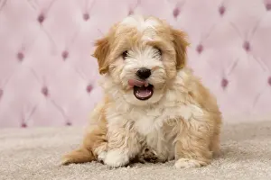 Havaneses: Dog Bichon Havanese 8 week old puppy