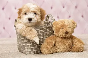 Havaneses: Dog Bichon Havanese 8 week old puppy
