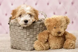 Havaneses: Dog Bichon Havanese 8 week old puppy