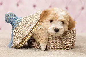 Havaneses: Dog Bichon Havanese 8 week old puppy