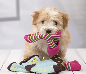 Havaneses: Dog Bichon Havanese 8 week old puppy