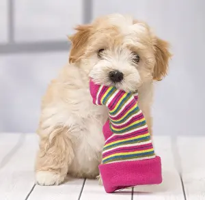 Havaneses: Dog Bichon Havanese 8 week old puppy