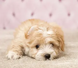 Havaneses: Dog Bichon Havanese 8 week old puppy