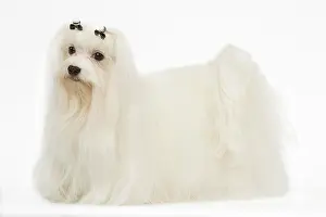 Maltaise: Dog - Bichon Maltese in studio