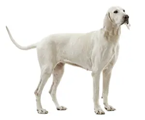 Billy: Dog - Billy breed