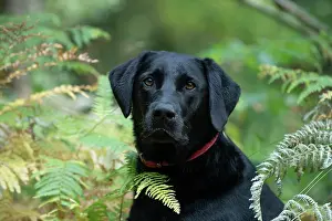Labarador: DOG. Black Labarador, head & shoulders, portrait