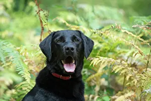 Labarador: DOG. Black Labarador, head & shoulders, portrait