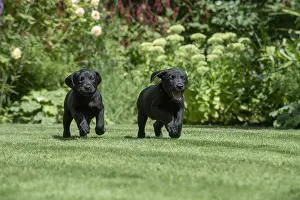 Labarador: DOG. Black Labarador puppies (8 weeks old ) running