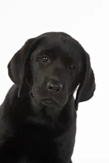 Labarador: DOG. Black labarador puppy (10 weeks old ) head