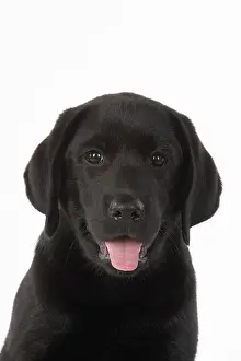 Labarador: DOG. Black labarador puppy (10 weeks old ) head