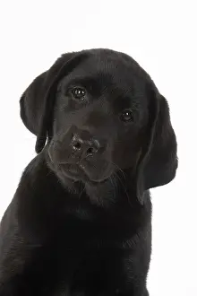 Labarador: DOG. Black labarador puppy (10 weeks old ) head