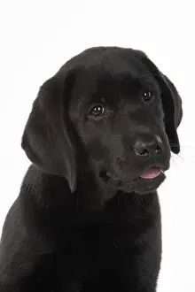 Labarador: DOG. Black labarador puppy (10 weeks old ) head