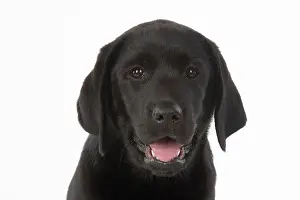 Labarador: DOG. Black labarador puppy (10 weeks old ) head