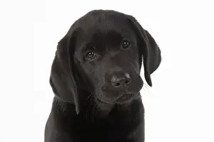 Labarador: DOG. Black labarador puppy (10 weeks old ) head