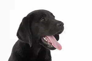 Labarador: DOG. Black labarador puppy (10 weeks old ) head