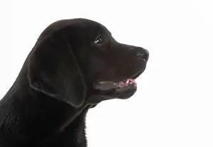 Labarador: DOG. Black labarador puppy (10 weeks old ) head