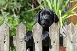 Labarador: DOG. Black labarador puppy (10 weeks old ) head