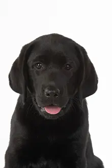 Study: DOG. Black labarador puppy (10 weeks old ) head