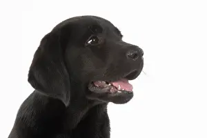 Study: DOG. Black labarador puppy (10 weeks old ) head