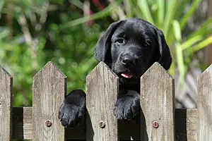 Labarador: DOG. Black labarador puppy (10 weeks old ) head