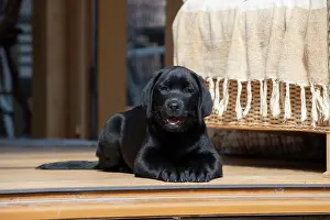 Labarador: DOG. Black labarador puppy (10 weeks old ) laying