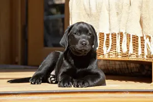 Labarador: DOG. Black labarador puppy (10 weeks old ) laying