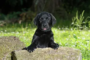 Labarador: DOG. Black labarador puppy (10 weeks old ) paws