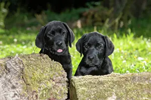 Sticking: DOG. Black labarador puppy (10 weeks old ) paws