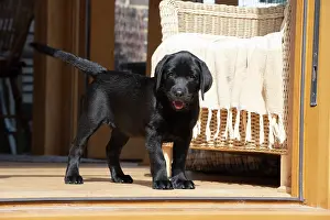Labarador: DOG. Black labarador puppy (10 weeks old ) standing