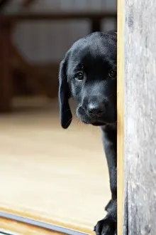 Labarador: DOG. Black labarador puppy (10 weeks old ) standing
