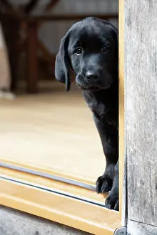 Study: DOG. Black labarador puppy (10 weeks old ) standing