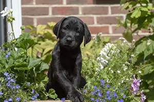 Labarador: DOG. Black Labarador puppy (8 weeks old ) in