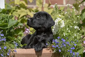 Labarador: DOG. Black Labarador puppy (8 weeks old ) in