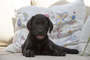 Labarador: DOG. Black Labarador puppy (8 weeks old ) on