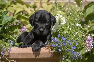 Labarador: DOG. Black Labarador puppy (8 weeks old ) in