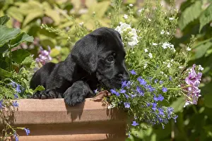 Labarador: DOG. Black Labarador puppy (8 weeks old ) in