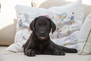 Labarador: DOG. Black Labarador puppy (8 weeks old ) on
